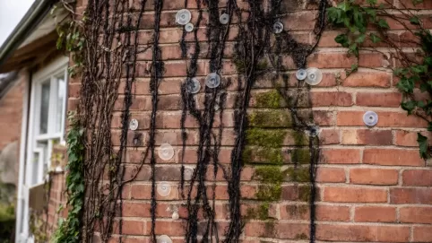 jak usunąć ślady po bluszczu z elewacji